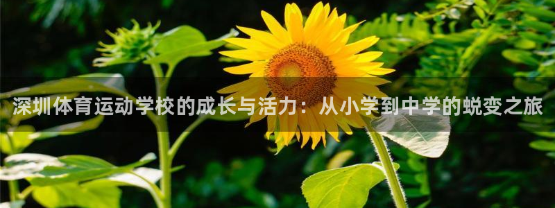 betway西汉姆联：深圳体育运动学校的成长与活力：从小学到中学的蜕变之旅